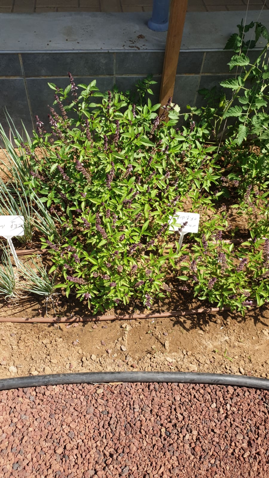 גינה טיפולית שהם