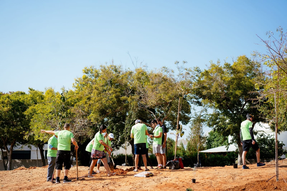 שתילות ביער מאכל