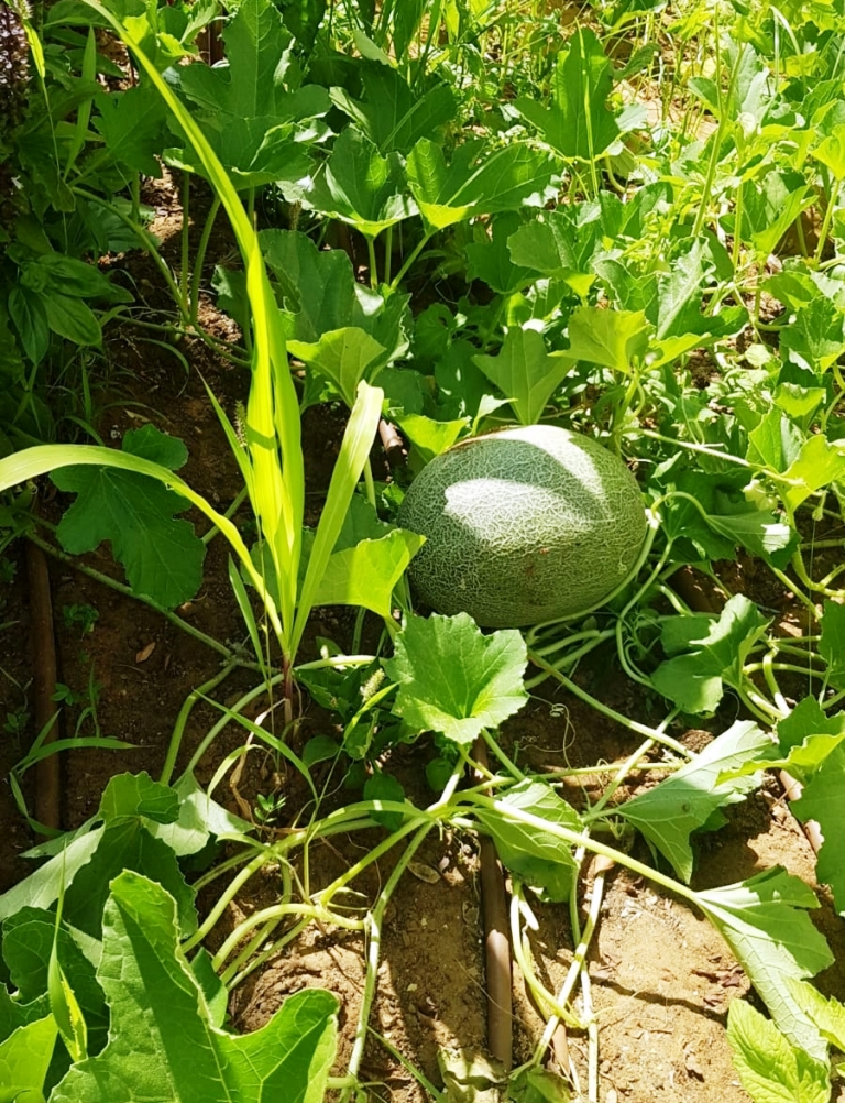 תןצרת של מועדון אבני חן בגינה